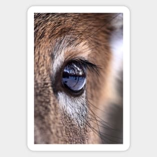 Now thats an eyefull! - White-tailed Deer Sticker